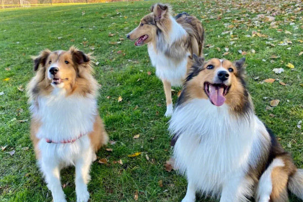 建议家养的大型犬清单(介绍1-10名温和而亲切的大型犬种)