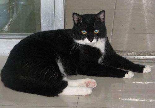 四蹄踏雪猫为什么贵 标准的四蹄踏雪狸花猫