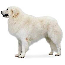 宠物犬排名及图片大全（宠物犬种类大全及名称）