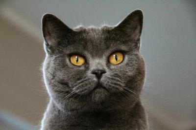 宠物猫会传染给人什么病（猫咪会传染给人类的四种疾病）