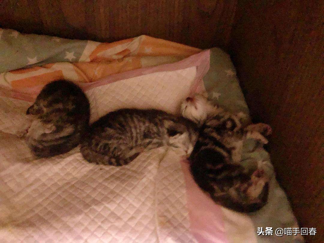 猫咪难产的表现（附：猫咪难产的原因及解决办法）