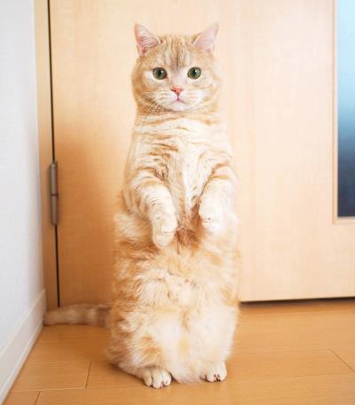 养猫需要注意什么 有什么技巧(养猫时该注意什么)