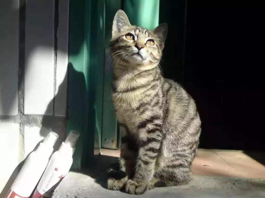 建议养狸花猫的六大好处（狸花猫好养吗）