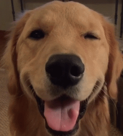 推荐公认好养的五种狗狗（什么狗聪明听话又好养）