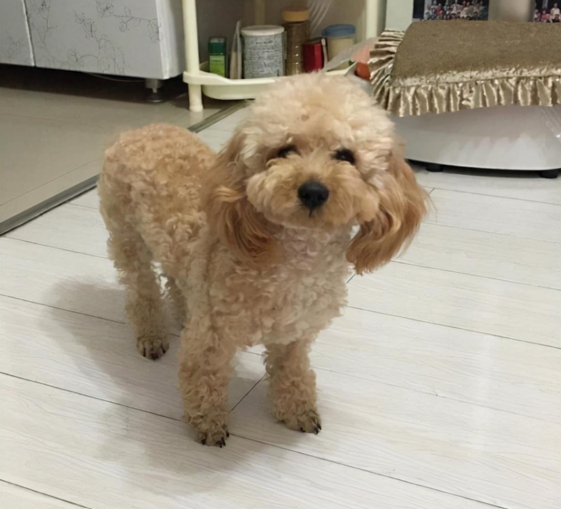 第一次养什么狗比较好（适合新手养的狗狗推荐）