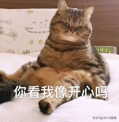 猫咪不吃东西是怎么回事(猫咪不爱吃饭怎么办)
