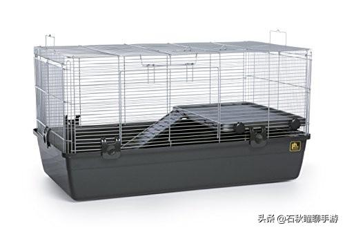 仓鼠会嫌弃笼子小而生气吗(详解:让仓鼠感到舒服的动作)