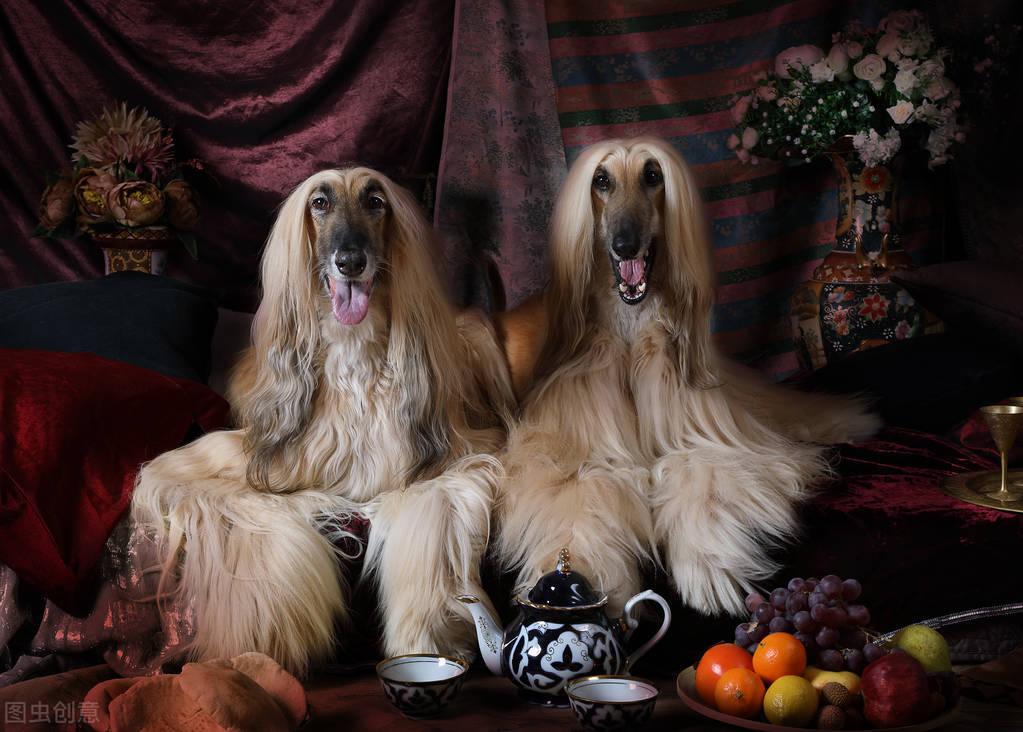 分享我国禁养阿富汗猎犬原因（阿富汗猎犬为什么被禁养）