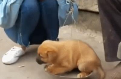 狗狗神经炎初期表现（狗狗出现这几种表现）