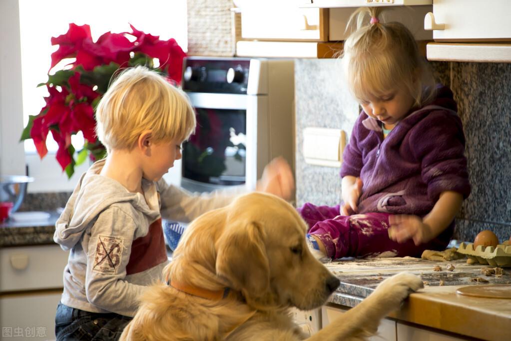 推荐六大无攻击性的狗狗（不咬人的狗排名）