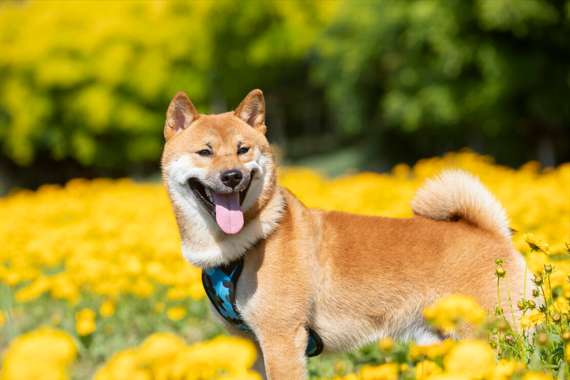 柴犬的优缺点有哪些(详解:养柴犬的好处和坏处)