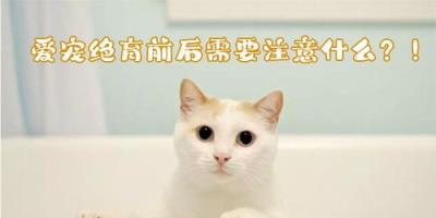 公猫绝育后注意事项(猫咪绝育前后注意事项)