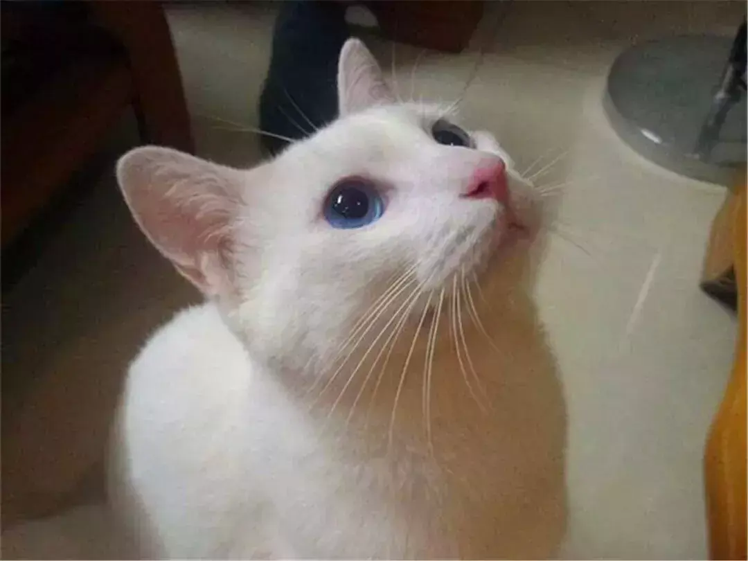 母猫绝育第一天夜里是危险期(绝育后母猫恢复伤口愈合快的护理方法)