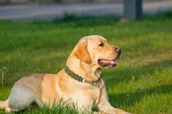 狗为何改不了吃屎的行为