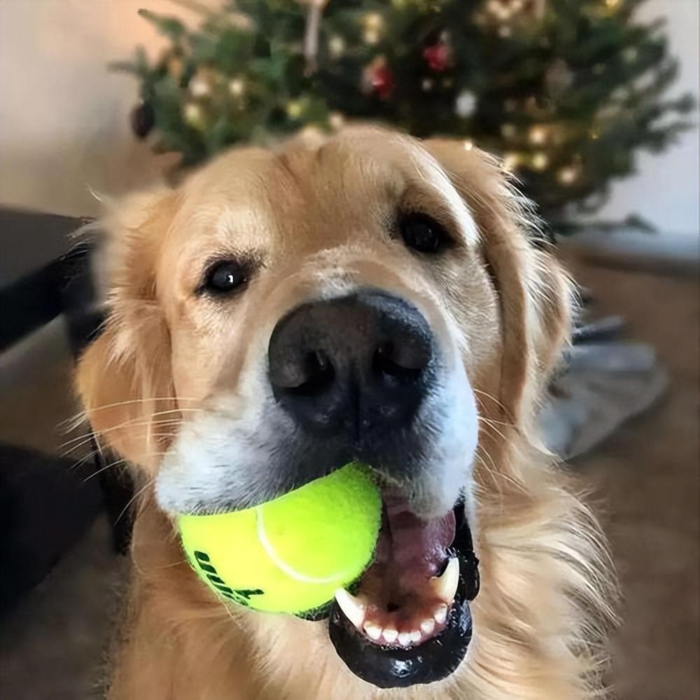 适合女生养的巨型犬（比较好养的巨型犬推荐）