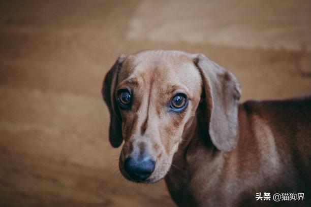 德国腊肠犬好养吗（详解：养德国腊肠犬的关键要点）