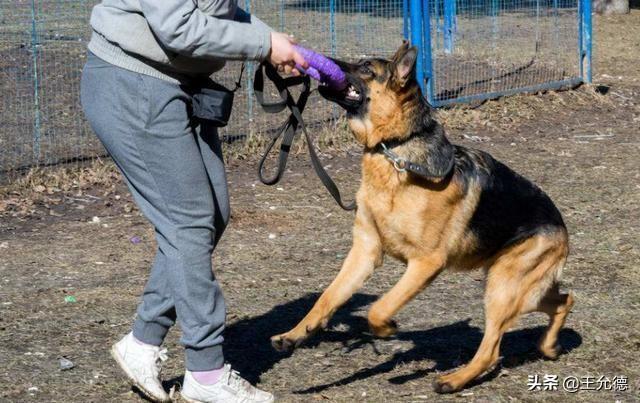细数德牧6大被禁的原因（德国牧羊犬为什么禁养）