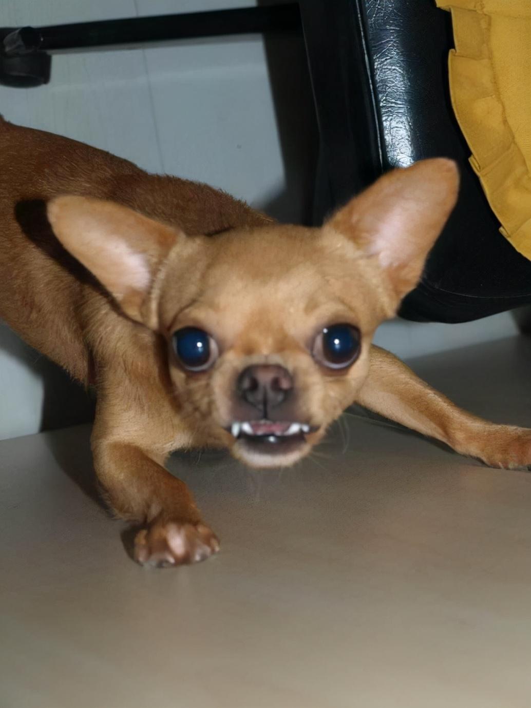 吉娃娃为何暴躁（了解吉娃娃特凶的原因）