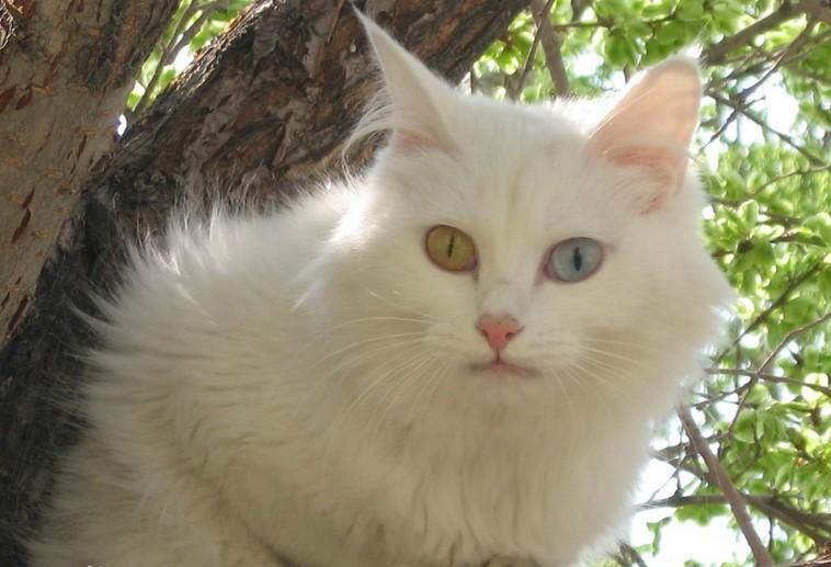 布偶猫与什么猫杂交来的