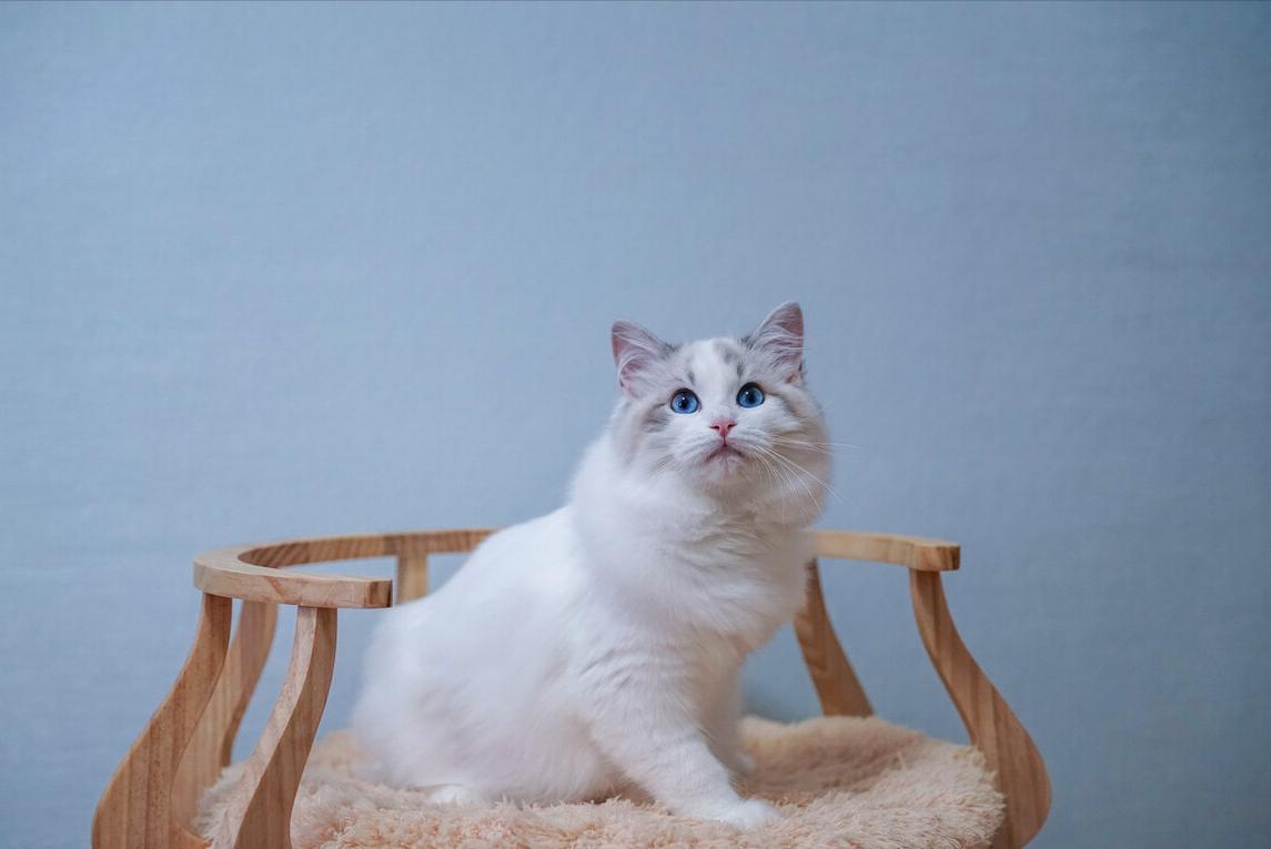 布偶猫认主人的几种行为（布偶猫只认一个铲屎官吗）