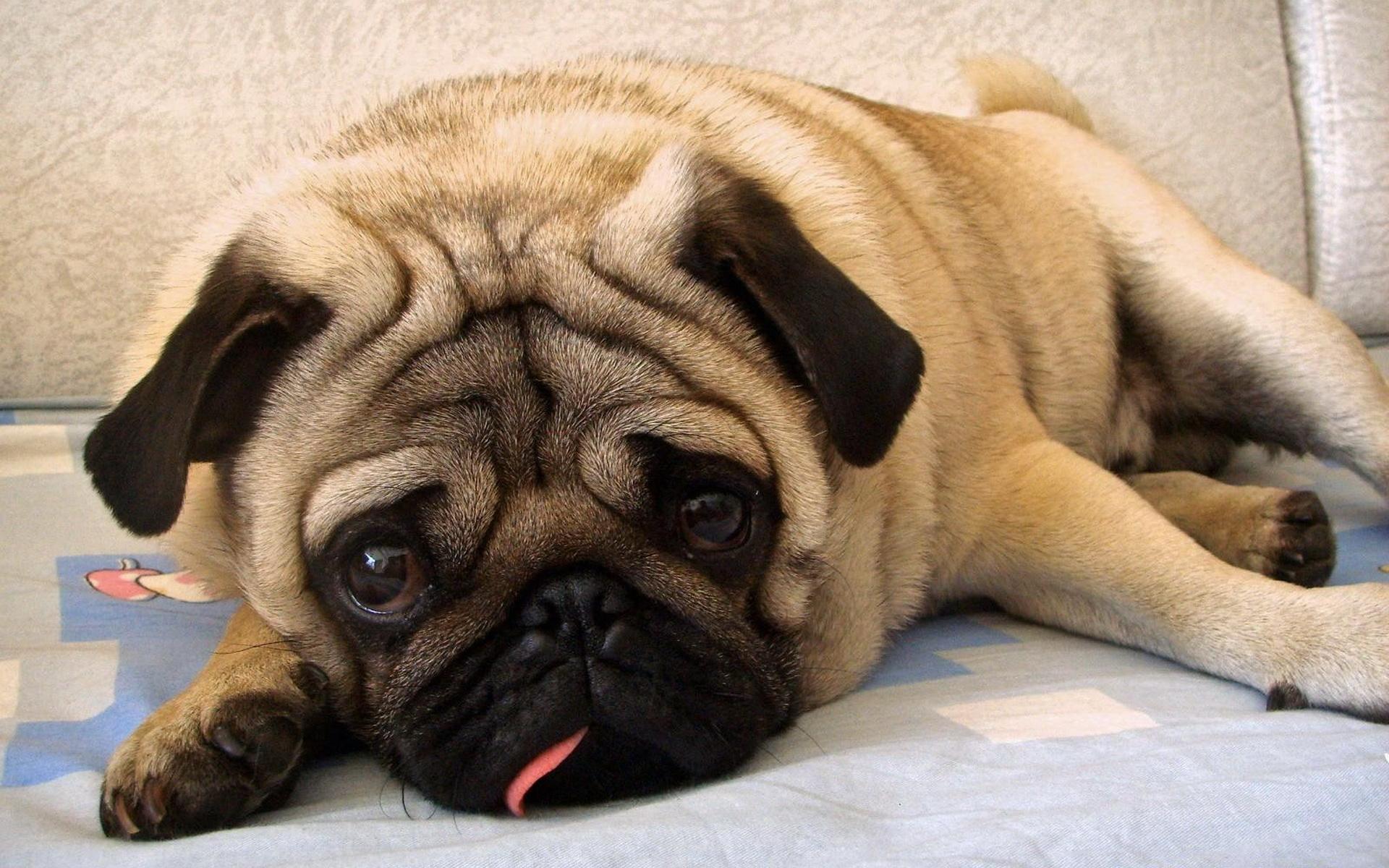 纯种巴哥犬标准价格（巴哥犬多少钱一只）