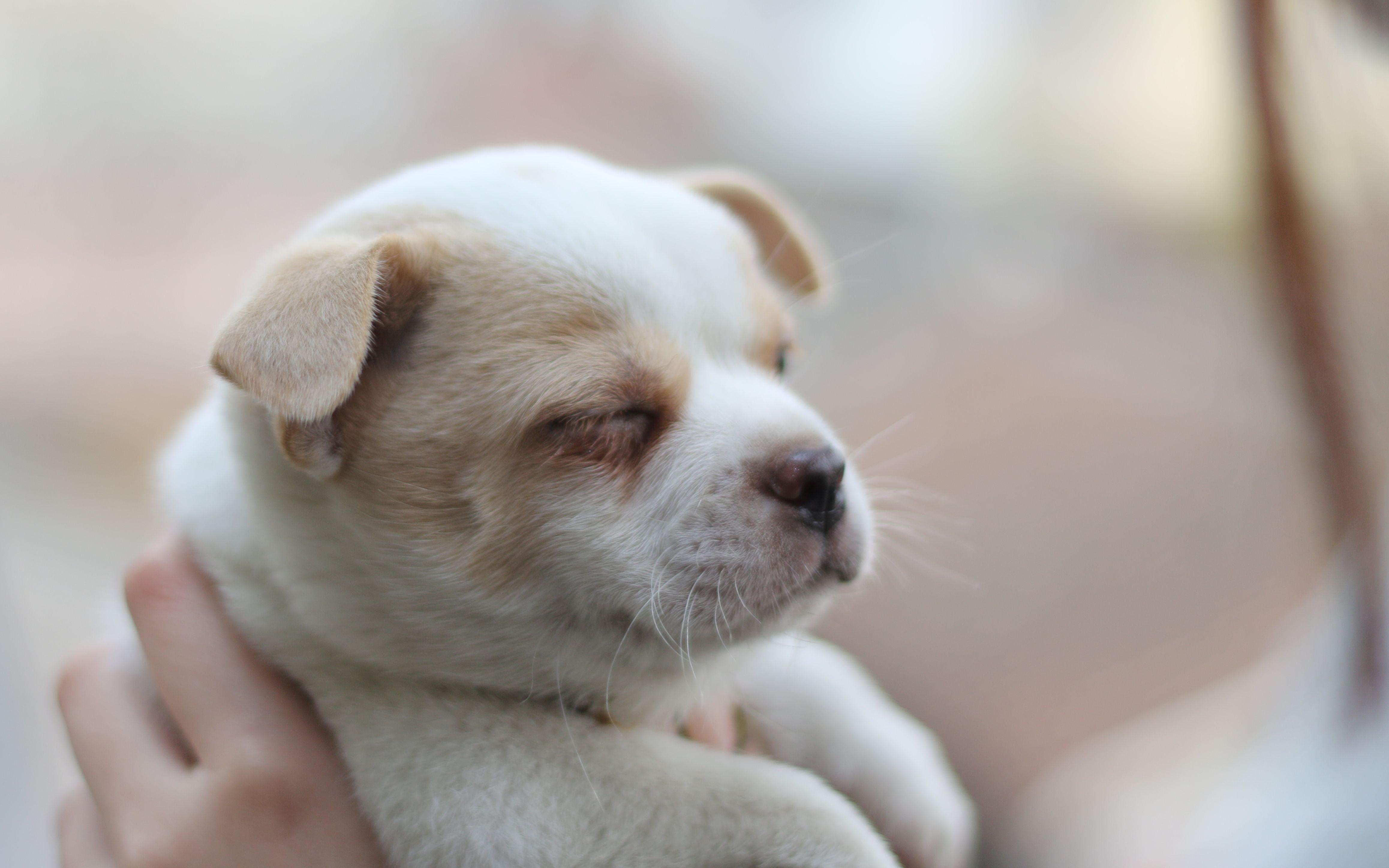 训练狗狗技巧和方法(幼犬认主训练需要四个月的时间)