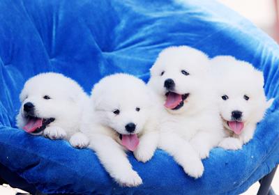 狗狗刚到家拉稀呕吐（狗狗上吐下泻吃什么药效果好）