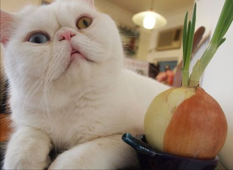 猫怕什么气味一闻就跑(猫闻什么味道就跑)