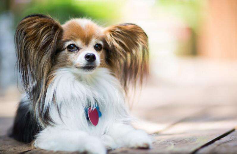 蝴蝶犬好养吗（建议养蝴蝶犬的6个原因）