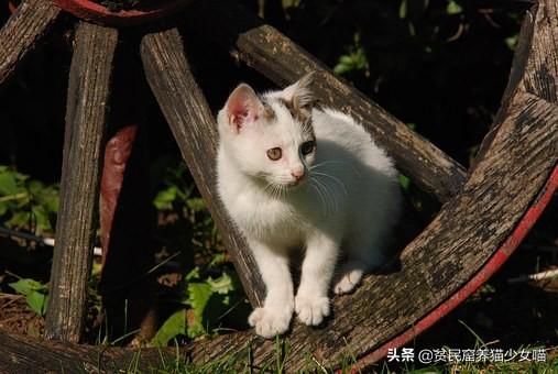 如何确定猫认宠主的表现（附：猫咪能听懂人类的语言嘛）