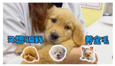 给鹦鹉取个好听的名字（看看还有哪些鹦鹉品种）