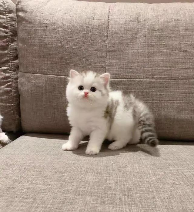 纯白高地猫好养吗(纯白高地猫优缺点)