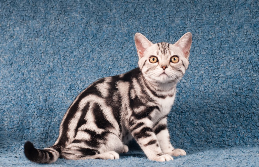 美国短毛猫怎么养(详解:美国短毛猫的优缺点)