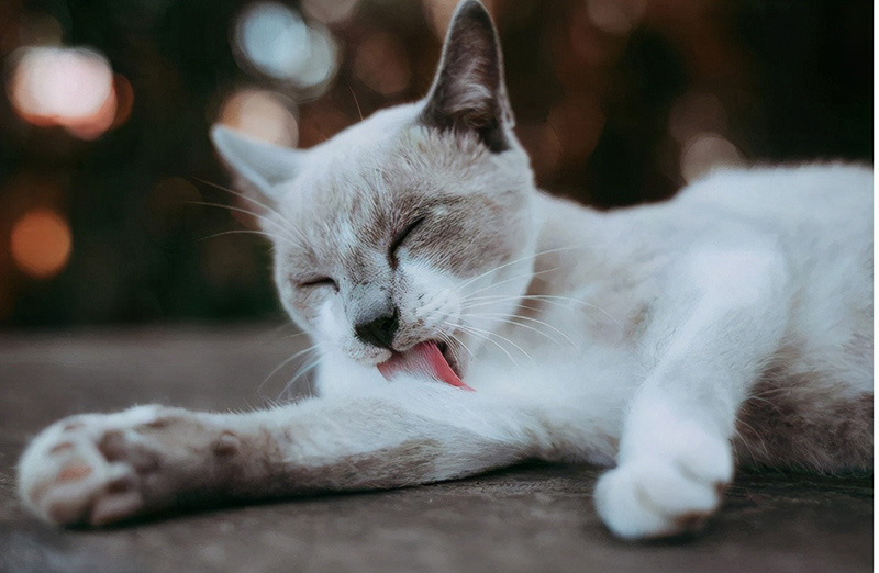 是什么导致猫咪吐黄色的呕吐物（详解：猫呕吐黄褐色液体）