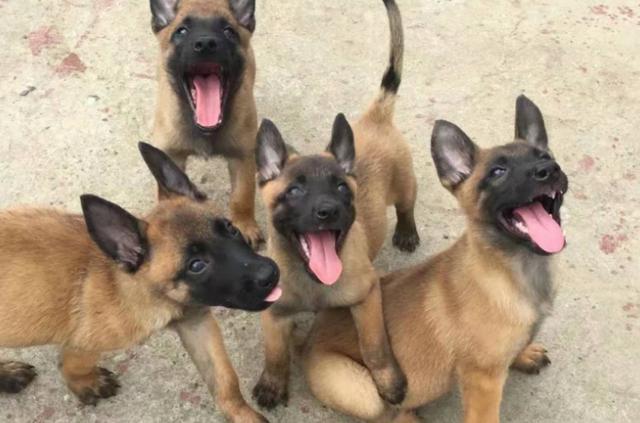 适合家庭养的狗狗的排名（养什么狗最省心）