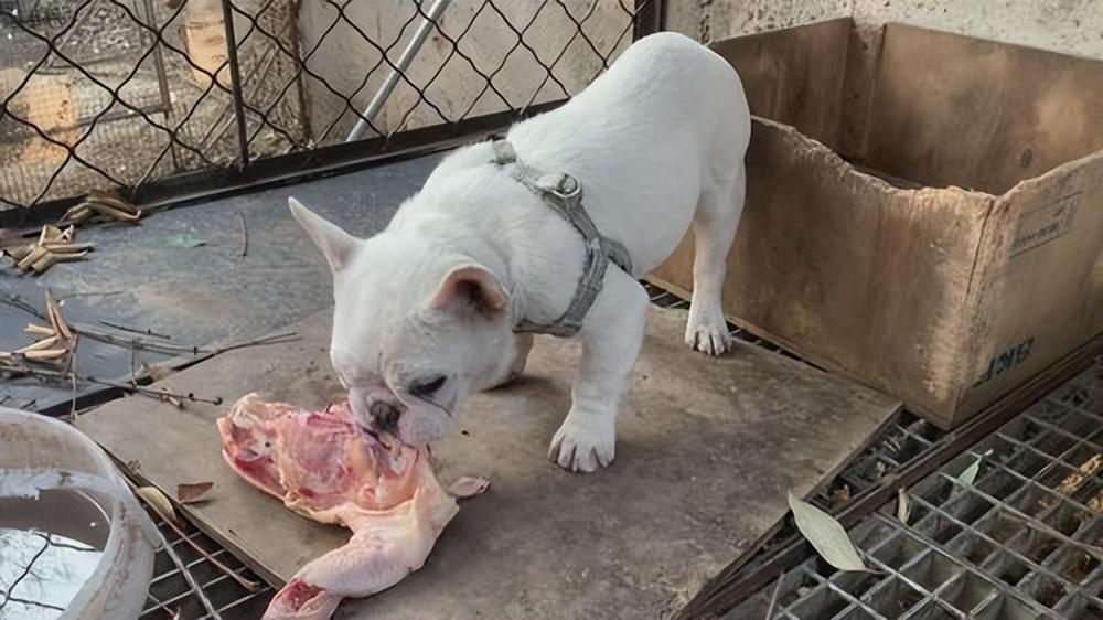 小狗吃什么食物（详解：狗狗爱吃的这6种食物）