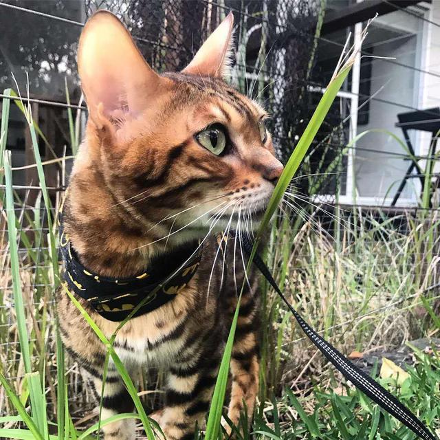 猫草多久吃一次比较好(猫草多久吃一次合适)