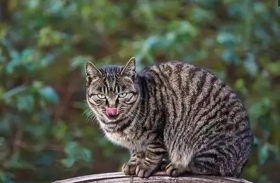 建议养狸花猫的六大好处（狸花猫好养吗）