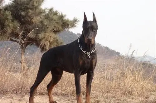 边牧的智商到底有多高（聪明犬排名名单）