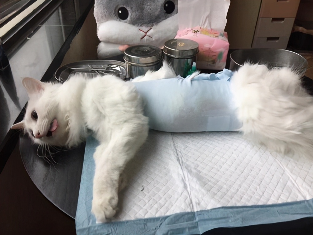 公猫不绝育可以吗(详解:养公猫不绝育有何坏处呢)