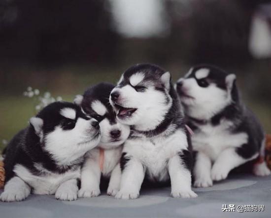 幼犬狗狗如何喂养（详解：幼犬喂养的正确步骤）