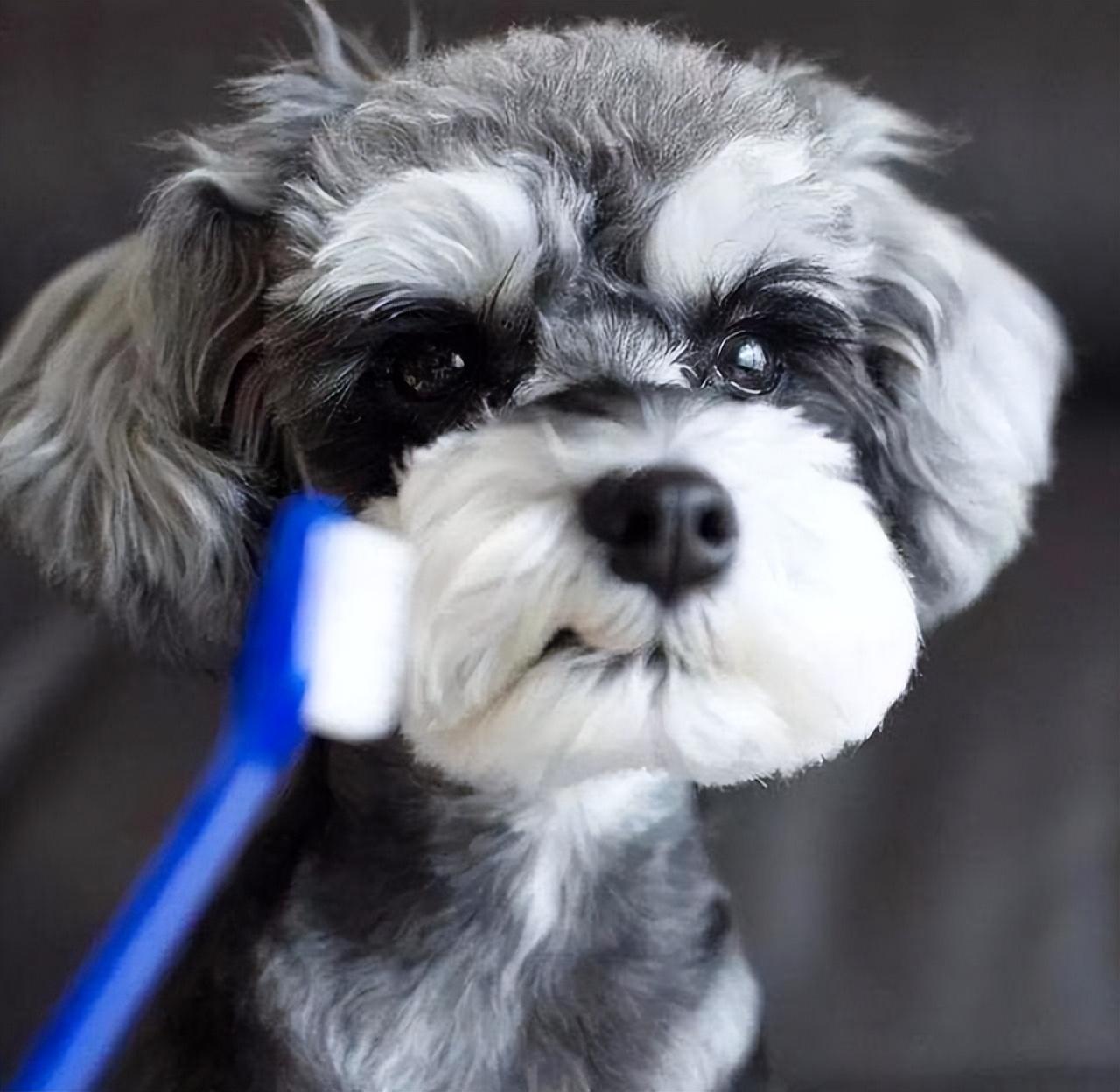 雪纳瑞狗好不好养(详解:养雪纳瑞的好处与坏处)