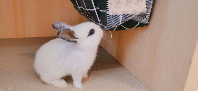 养兔日记：兔子球虫病能坚持多久