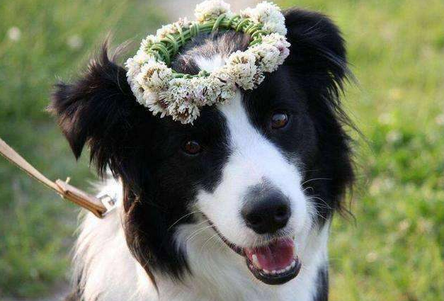 养边牧的注意事项(手把手教你如何饲养边境牧羊犬)