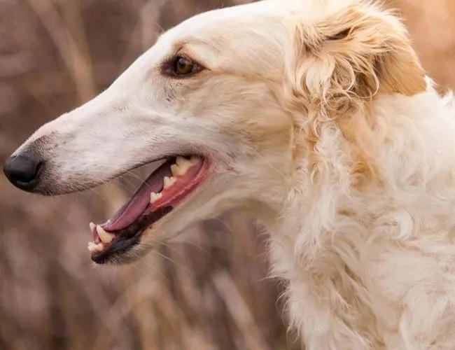 俄罗斯的国犬——俄罗斯猎狼犬（附：苏俄牧羊犬图）