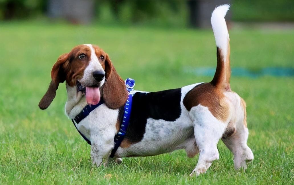 不养巴吉度犬的6大理由（详解：巴吉度犬为什么被禁养）