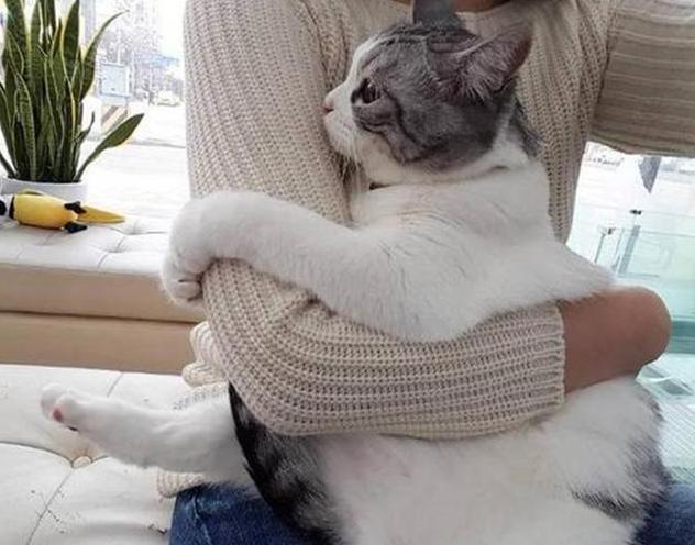 猫哭了代表什么预兆(猫在哭是什么预兆)