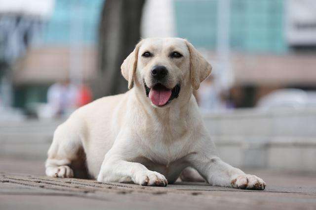 不推荐养这些狗,寿命短不能陪你很久