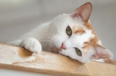 猫咪舔主人的手脚是什么意思