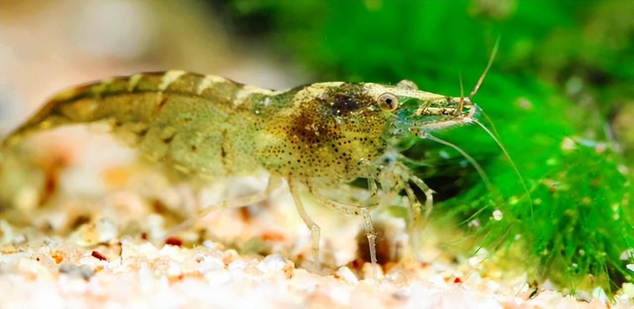 养沼泽侧颈龟好吗(了解沼泽侧颈龟饲养步骤)